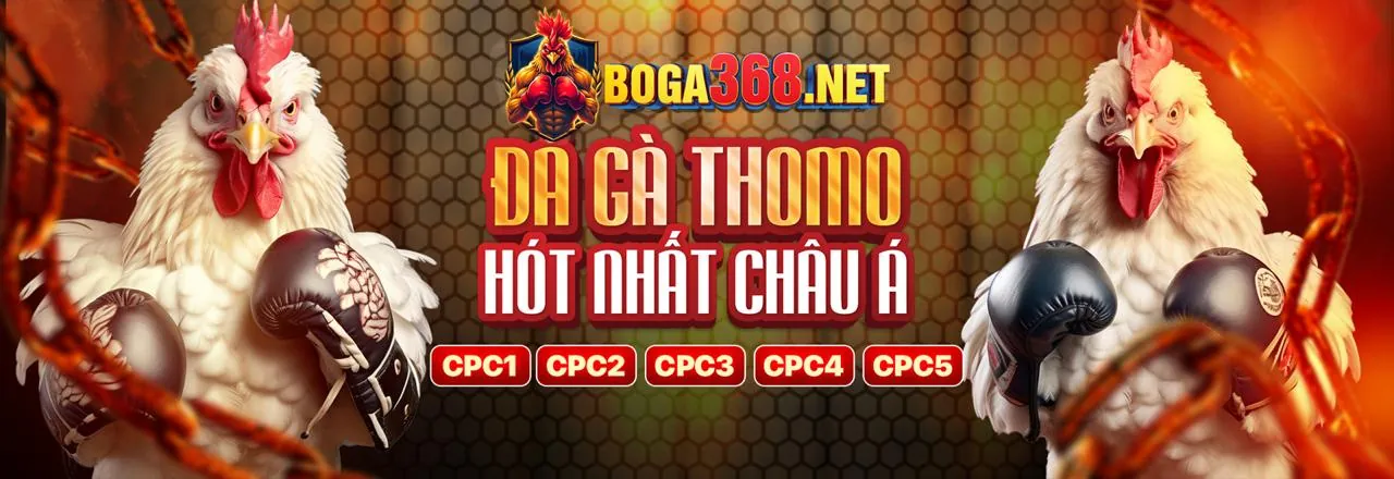 Sân đấu f888 đá gà trực tiếp sôi động với khán giả cuồng nhiệt và những chú gà chiến dũng mãnh.